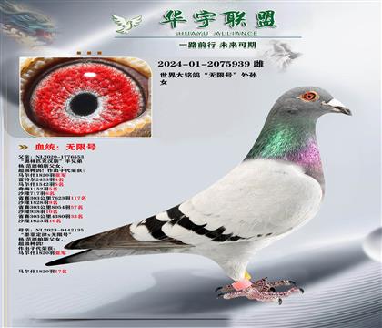 世界大铭鸽 飓风直孙X无限号直女 超级金姆