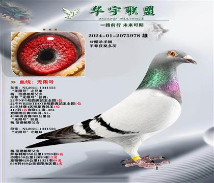 杨范德帕斯 无限号全兄弟X无限号全姊妹 金姆