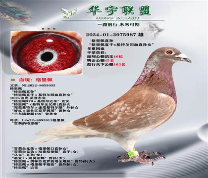 世界大铭鸽 格里佩多重溶血X基特尔