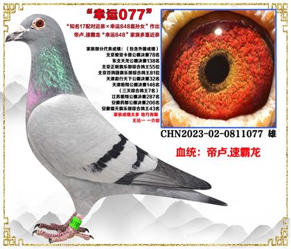 ��¬.�ٰ�����֪��17��Խ���X����848ֱ��Ů�����׻�Ѫ