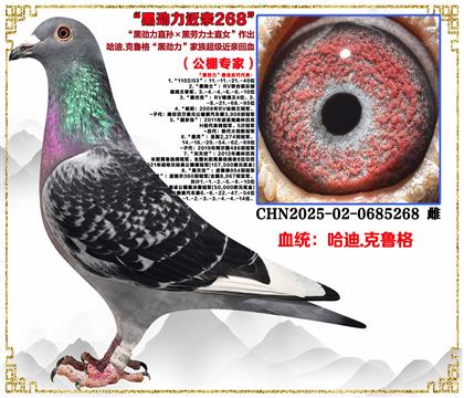 ������ר�ң�����.��³�񡰺ھ���ֱ���������ʿֱŮ������
