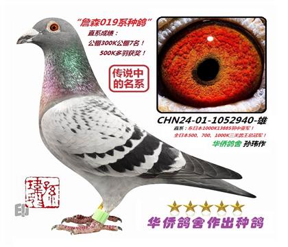 3��--ղɭ019ϵ�ָ�CHN24-01-1052940-��