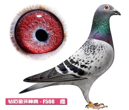 利奥-奥林匹克公主F508
