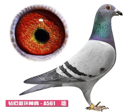 凡霍克-活力男孩A561