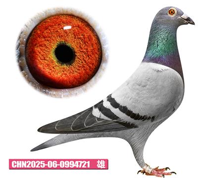 盖比-鲁迪先生721