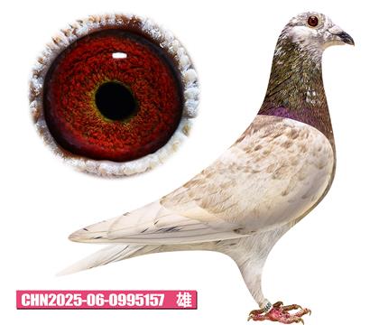范登布克-基特尔157