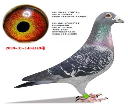 ��˹���š����ء�ֱ��X�������š�ֱŮ