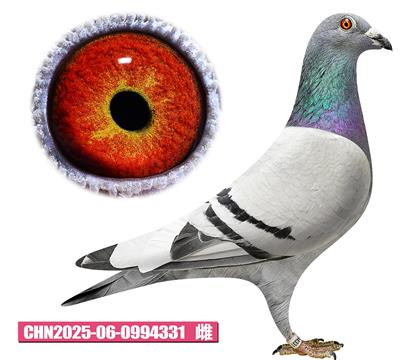 安东尼麦斯-最爱夫人331