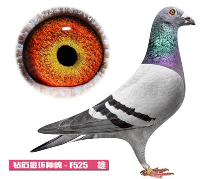 盖比-鲁道先生F525