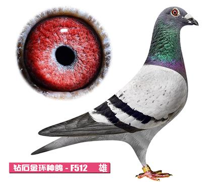 范登布克-基特尔F512