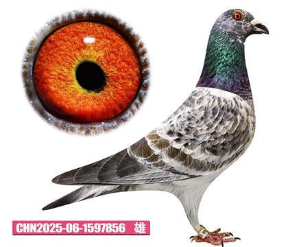 雷德曼-好花先生856