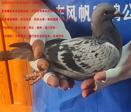 �������˹쫷�ֱ��Xī�ƶ���ֱŮ