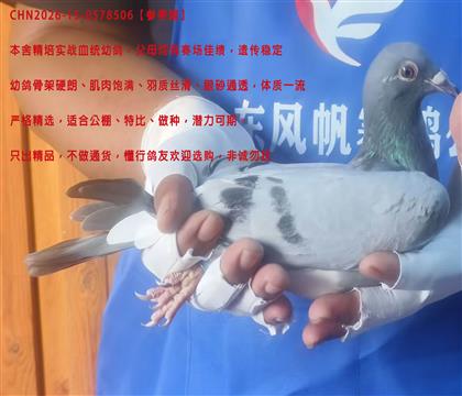 ������ѡ��
