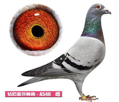 噶斯顿-奶酪公主A540