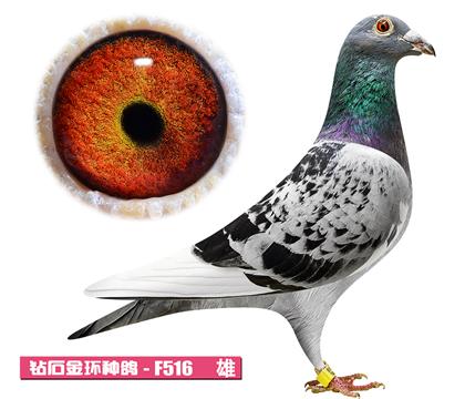 ���ض�-���ض�����F516