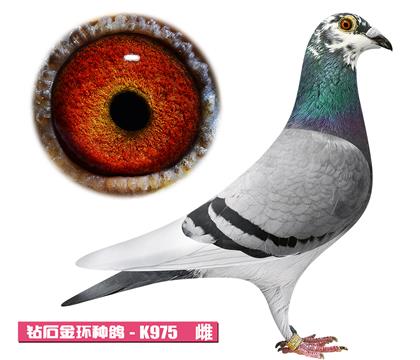 ���ǲ���-���ض�Ů��K975