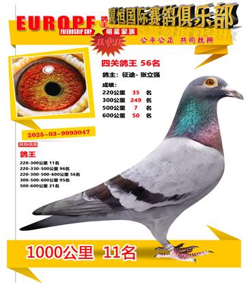 ǧ����11��