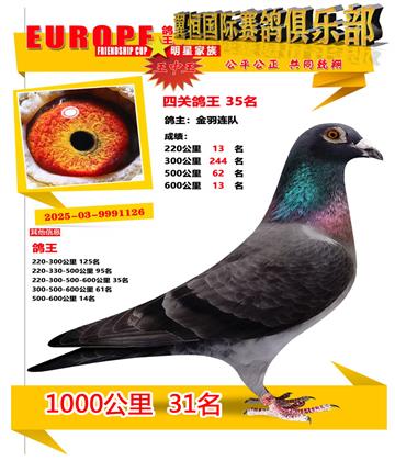 ǧ����31��