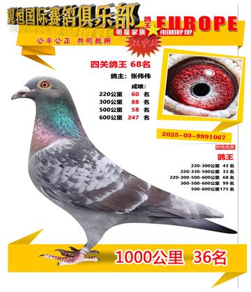 ǧ����36��