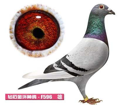 范登布克-好红先生F596