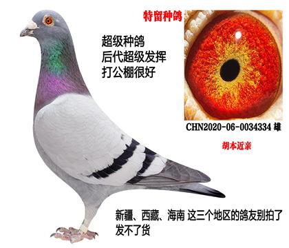 超级种鸽(胡本近亲)