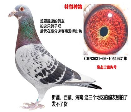 速度家族,超级种鸽(桑杰士)