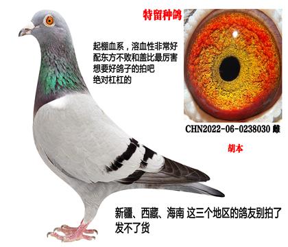 超级家族(胡本近亲)