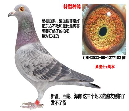 晚生种鸽,超级家族(桑杰士x胡本)