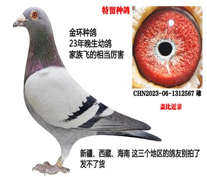金环种鸽(盖比近亲)