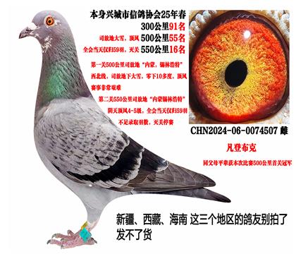 (本期重点)2025年春残存59羽鸽王(凡登布克)