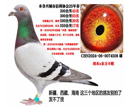2025年春残存59羽鸽王(胡本x东方不败)