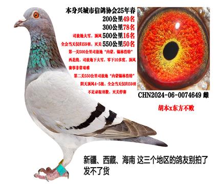 2025年春残存59羽鸽王(胡本x东方不败)