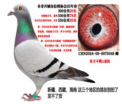 2025年春残存59羽鸽王(东方不败x盖比)