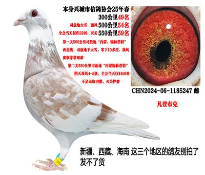 (本期重点)2025年春残存59羽鸽王(凡登布克)