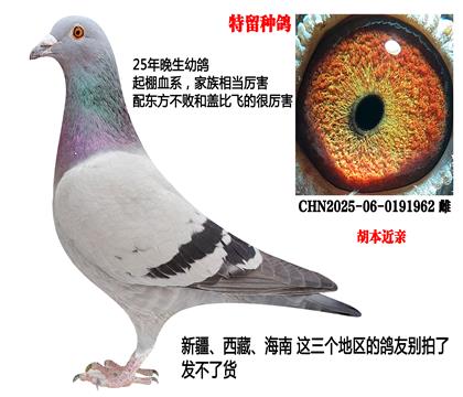 起棚血系,超级家族(胡本近亲)