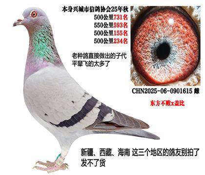 东方不败x盖比(老种鸽直接子代鸽)