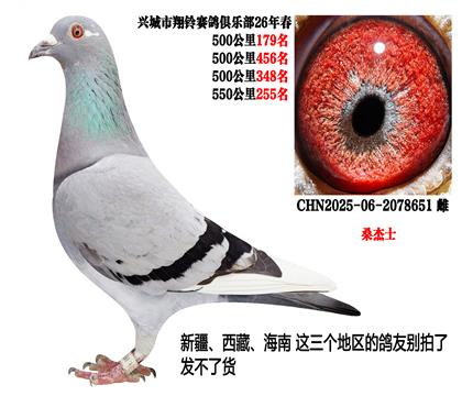 26年春季四关500公里成绩鸽(桑杰士)