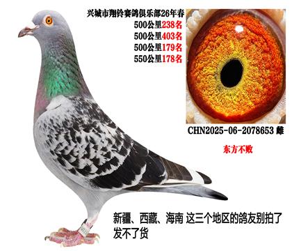 26年春季四关500公里成绩鸽(东方不败)