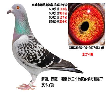 26年春季四关500公里成绩鸽(东方不败)