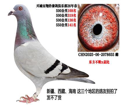 26年春季四关500公里成绩鸽(东方不败x盖比)