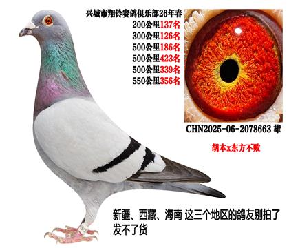 26年春季四关500公里成绩鸽(胡本x东方不败)