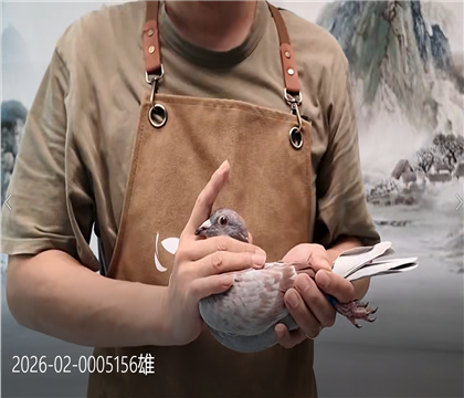 世界铭鸽”最佳基特尔”近亲直孙