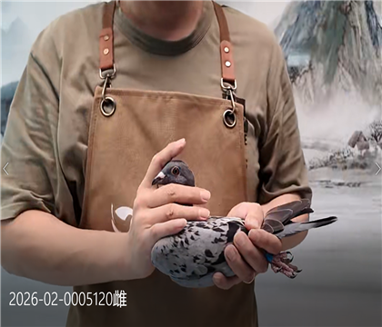 世界铭鸽“最佳基特尔”直子女互配