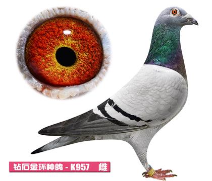 利奥-博尔特公主K957