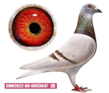 吉尔特-海伦女孩047