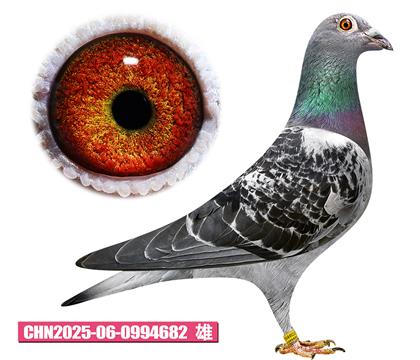 佛卡门-超级电流682