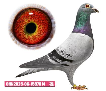 范登布克-基特尔814