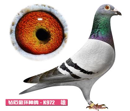 速霸龙-幸运男孩K972