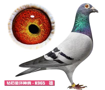 噶斯顿-奶酪小子K965