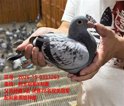 �����ھ�X����ԭ���ִ�